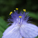 Ohio Spiderwort