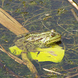 Midwest Amphibian Study