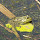 Midwest Amphibian Study