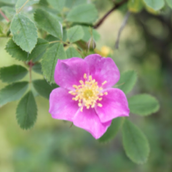 Alberta Wild Rose Project Noah