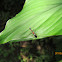 Ant-Spider