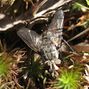 Tachinid Fly