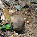Dye-Makers False Puffball