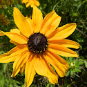 Black-eyed Susan
