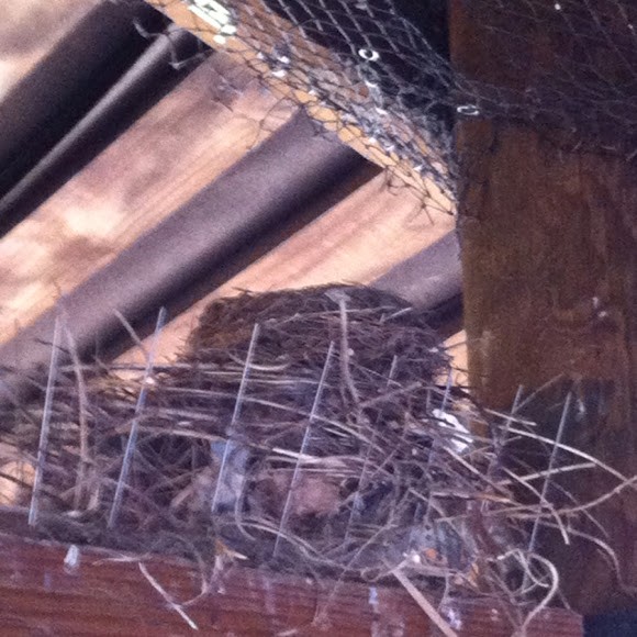 Spotting Image 1