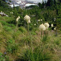 Beargrass