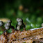 Badhamia utricularis