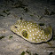 White-spotted Puffer