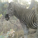 Zebra