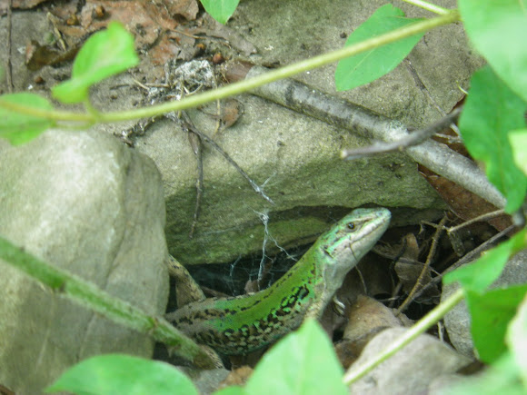 Spotting Image 1