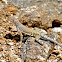 Greater Earless Lizard