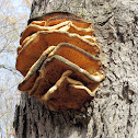 Northern Tooth Polypore