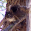 Red squirrel