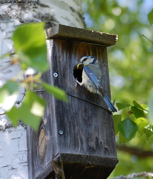 Spotting Image 1