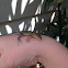 Skink