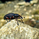 weevil