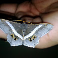 Butterflies and moths of South and Central India