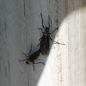 Lovebug