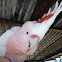 Major Mitchell's Cockatoo