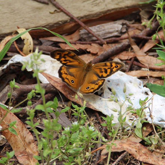 Spotting Image 1