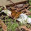 common brown butterfly