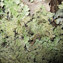 Cetrelia