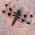 Common Whitetail Dragonfly