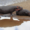 Hippopotamus