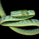 Asian Vine Snake