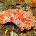 Spanish Dancer