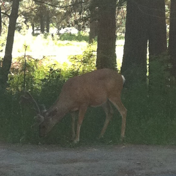 Spotting Image 1