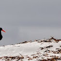Black Oystercatcher