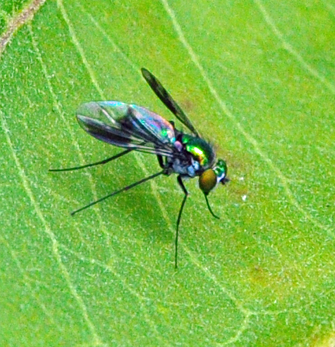 Spotting Image 1