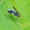 Long-legged Fly