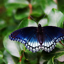 Red Spotted Purple