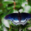 Red Spotted Purple