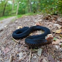 Common Adder