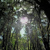 Costa Rican Jungle Shine