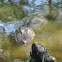 American Alligator