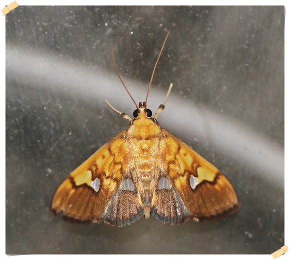 Spotting Image 1