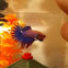 Crowntail Betta (male)