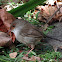 Superb Fairy-Wren