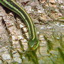 Western Ribbon Snake