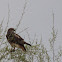 Red-tailed Hawk