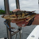 swimming crabs, Siri-azul
