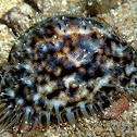 Tiger Cowrie