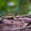 Stilt-legged Fly