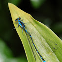 Damselfly, Zygoptera