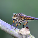 Mosca de patas largas