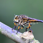 Mosca de patas largas